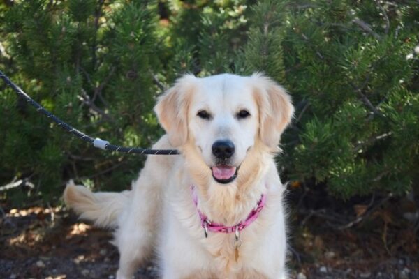 Holly-2 Years old (Female) TURKEY DOG Adopted 11/8/19 - Image 7