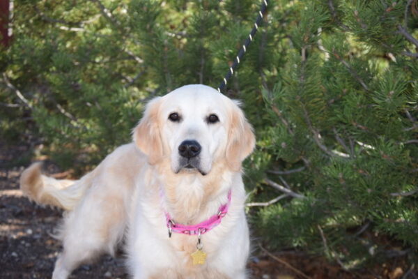 Holly-2 Years old (Female) TURKEY DOG Adopted 11/8/19 - Image 10
