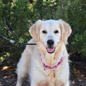 Holly-2 Years old (Female) TURKEY DOG Adopted 11/8/19