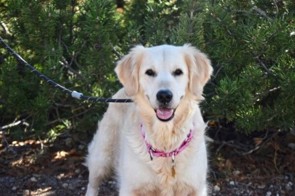Holly-2 Years old (Female) TURKEY DOG Adopted 11/8/19
