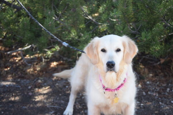 Holly-2 Years old (Female) TURKEY DOG Adopted 11/8/19 - Image 9
