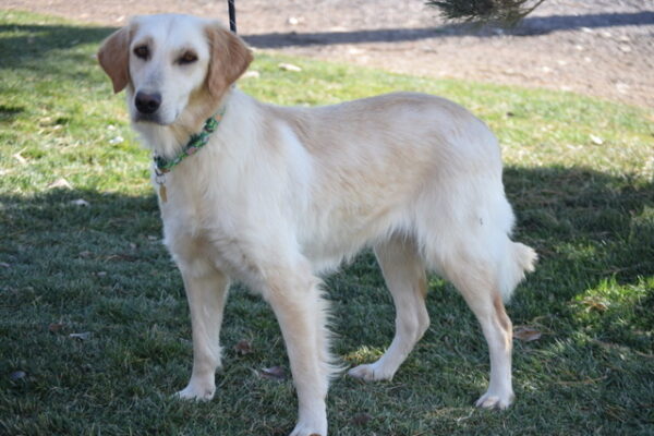 Kelsey-1.5 years old (Female) TURKEY DOG Adopted 11/6/19 - Image 2