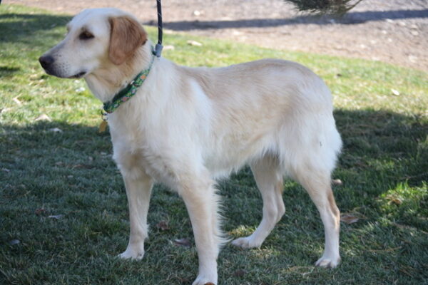 Kelsey-1.5 years old (Female) TURKEY DOG Adopted 11/6/19 - Image 3