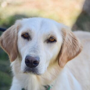 Kelsey-1.5 years old (Female) TURKEY DOG Adopted 11/6/19