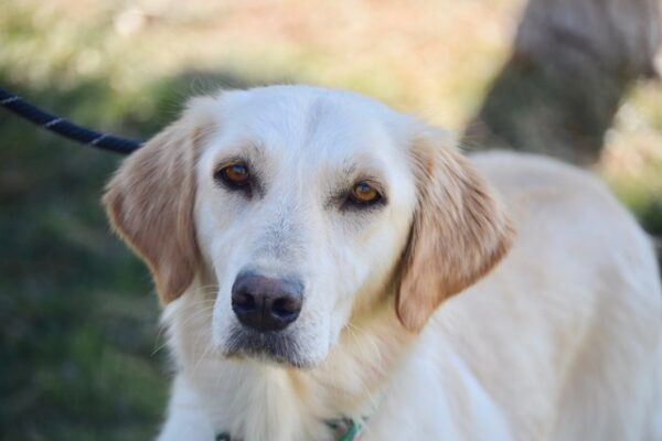 Kelsey-1.5 years old (Female) TURKEY DOG Adopted 11/6/19