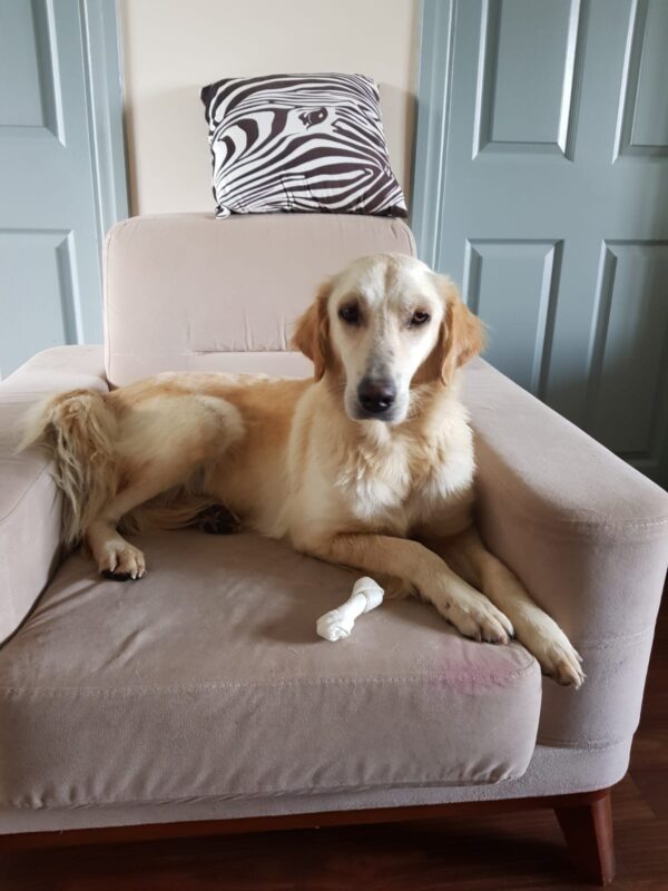 Kelsey-1.5 years old (Female) TURKEY DOG Adopted 11/6/19 - Image 5