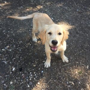 Punkin-10 months old (Female) Adopted 11/5/19