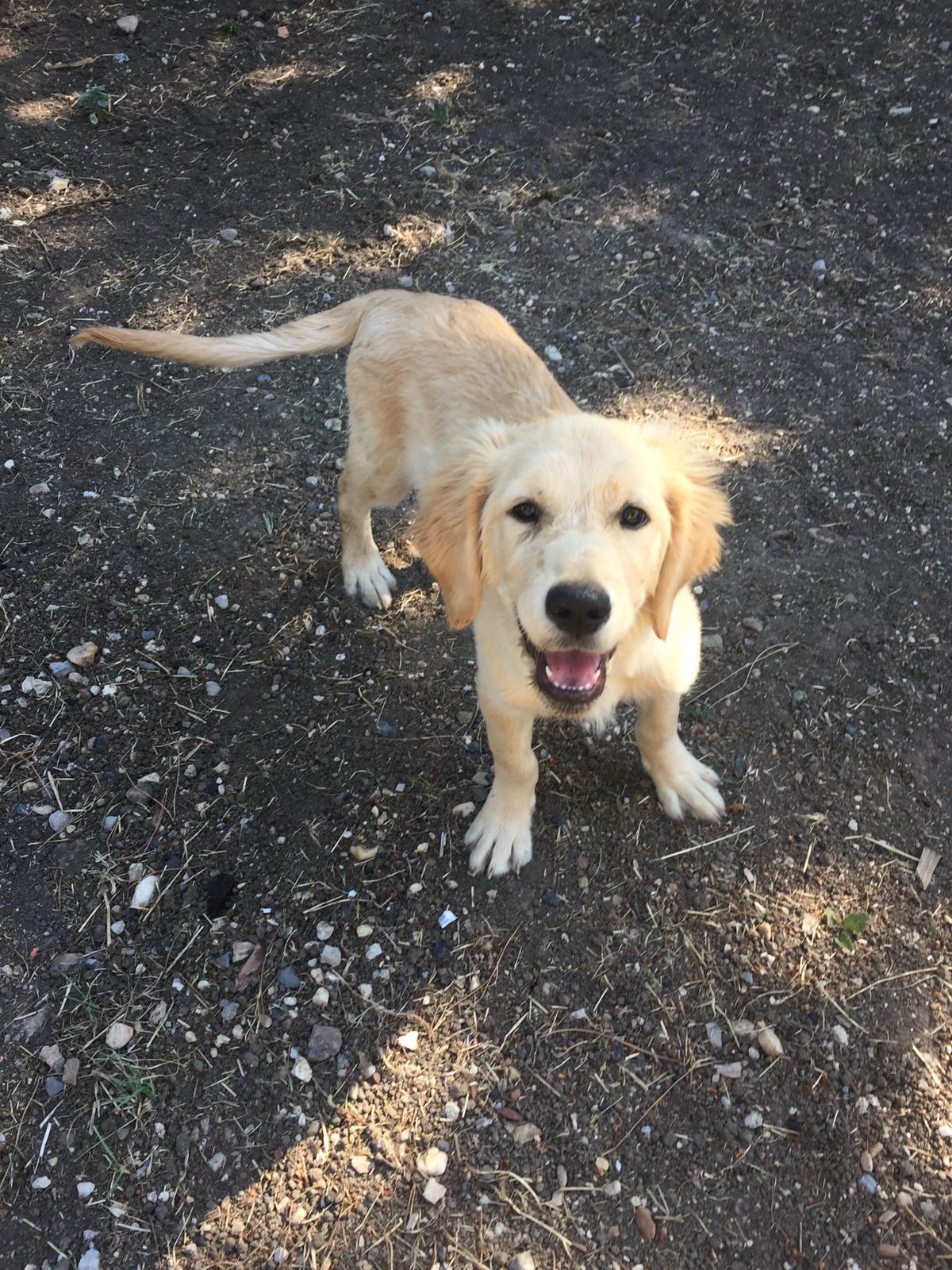 Punkin 10 Months Old Female Adopted 11 5 19 Golden Retriever Rescue