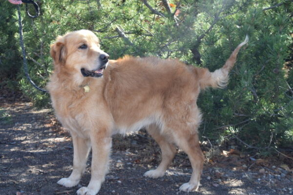Rebel-8 years old (Male) TURKEY DOG Adopted 11/18/19 - Image 2