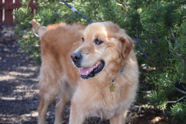 Rebel-8 years old (Male) TURKEY DOG Adopted 11/18/19 - Image 3