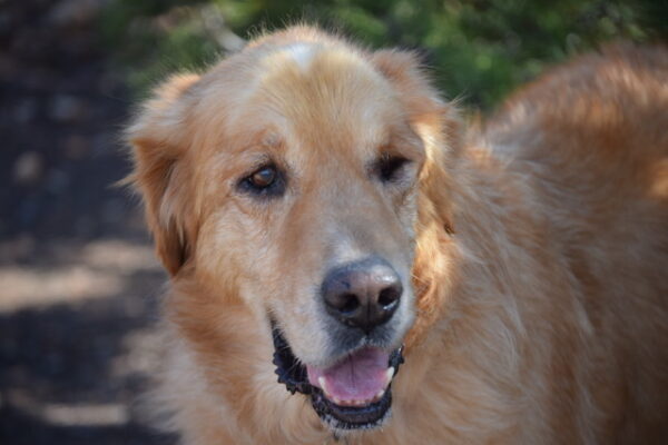 Rebel-8 years old (Male) TURKEY DOG Adopted 11/18/19 - Image 4
