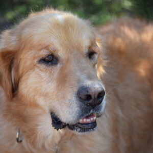 Rebel-8 years old (Male) TURKEY DOG Adopted 11/18/19