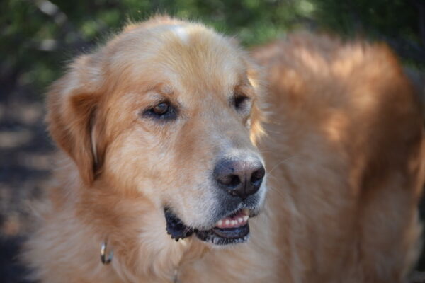 Rebel-8 years old (Male) TURKEY DOG Adopted 11/18/19
