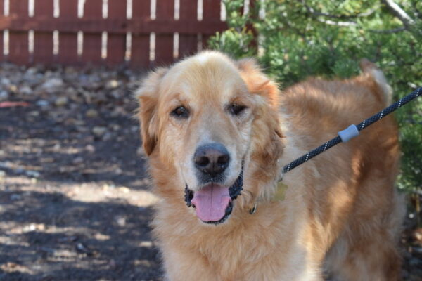 Rebel-8 years old (Male) TURKEY DOG Adopted 11/18/19 - Image 7
