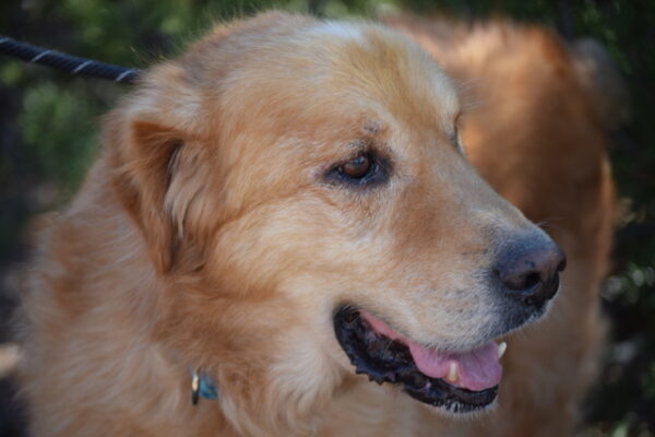 Rebel-8 years old (Male) TURKEY DOG Adopted 11/18/19 - Image 8