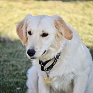 Wiley-9 months old (Male) TURKEY DOG Adopted 11/13/19