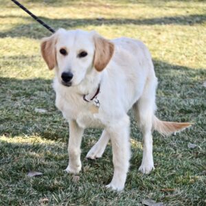 Yogi-9 months old (Male) TURKEY DOG Adopted 11/10/19