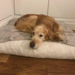 Irma-10 years old (Female) TURKEY DOG Adopted 11/17/19
