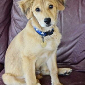 Charlie-4 months old (Male) Adopted 11/29/19