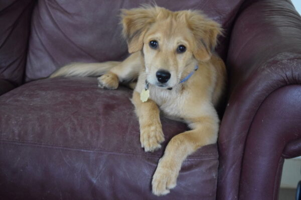 Charlie-4 months old (Male) Adopted 11/29/19 - Image 3