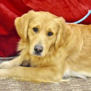 Benson-2 years old Adopted 12/21/19