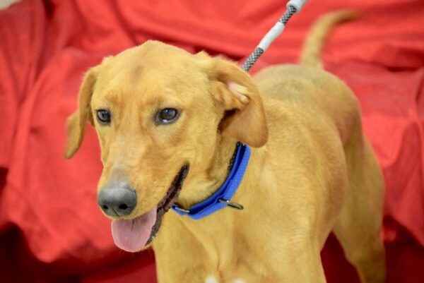Louie-3 years old & Marla-4 years old Adopted 12/26/19 - Image 8
