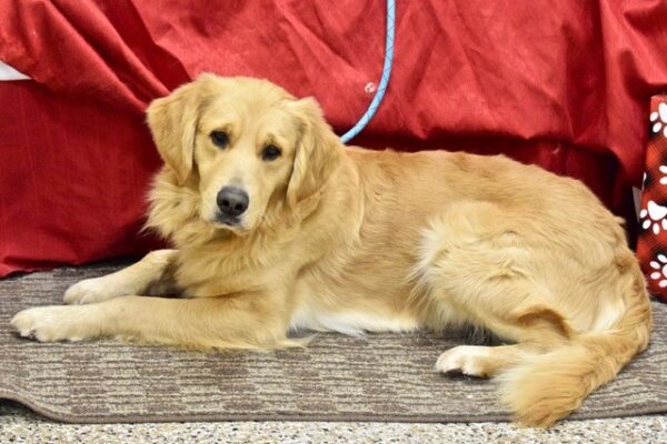 Benson-2 years old Adopted 12/21/19 - Image 2