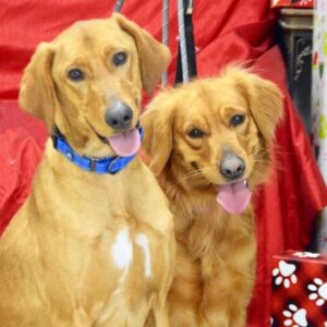 Louie-3 years old & Marla-4 years old Adopted 12/26/19