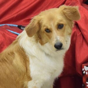 Tyler-1.5 years old Adopted 12/28/19