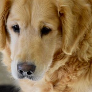 Izzy-5 years old (Adopted 12/1/19)