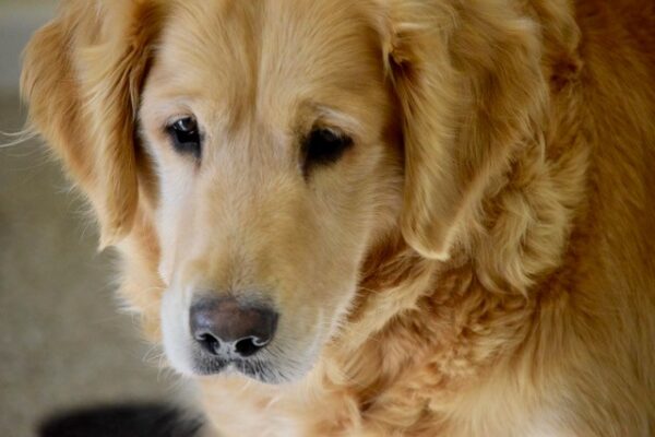 Izzy-5 years old (Adopted 12/1/19)