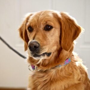 Koura-2 years old (Adopted 11/30/19)