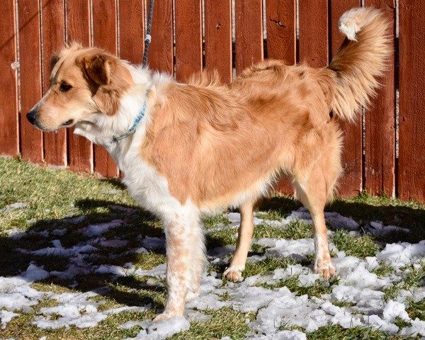 Tyler-1.5 years old Adopted 12/28/19 - Image 7