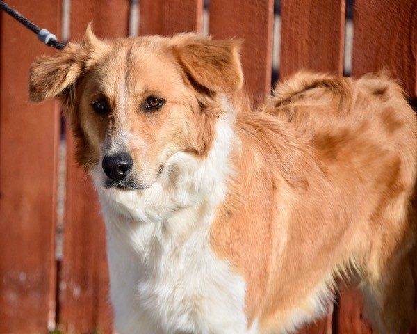 Tyler-1.5 years old Adopted 12/28/19 - Image 8