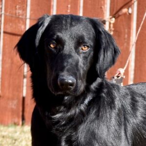 Buddy-3 years old (Male) Adopted 1/21/20