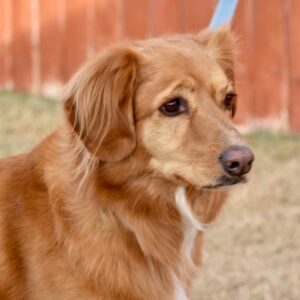 Holly-6 years old-Adopted 2/28/20
