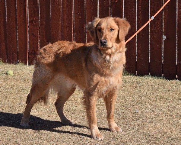 Goose- 1 year old (Male)-ADOPTED - Image 2