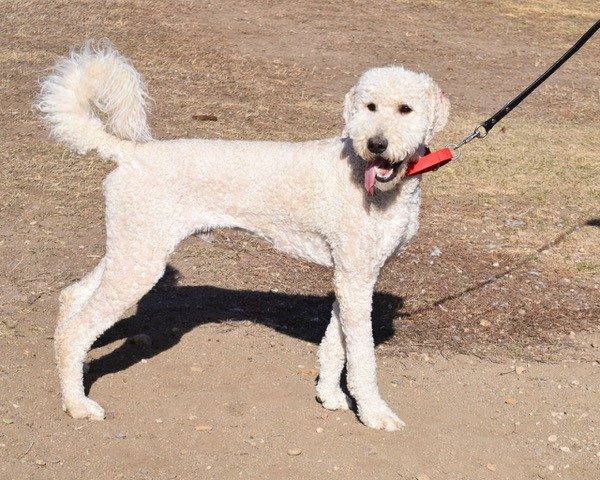 Charlie-16 months old (Male) Adopted 1/16/20 - Image 3