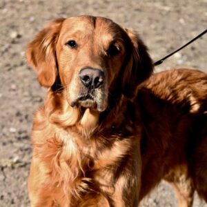 AJ-7 years old (male) Adopted 1/12/20