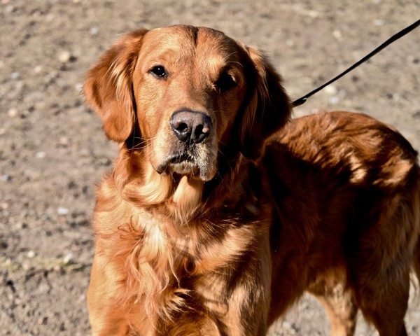 AJ-7 years old (male) Adopted 1/12/20
