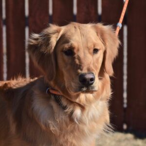 Goose- 1 year old (Male)-ADOPTED
