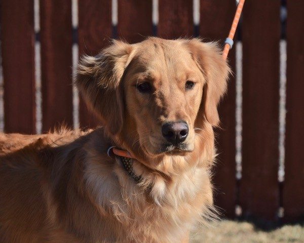 Goose- 1 year old (Male)-ADOPTED