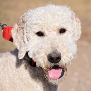 Charlie-16 months old (Male) Adopted 1/16/20