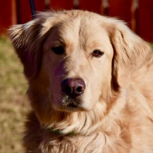 Salz-3 year old (Male) Adopted 2/2/20
