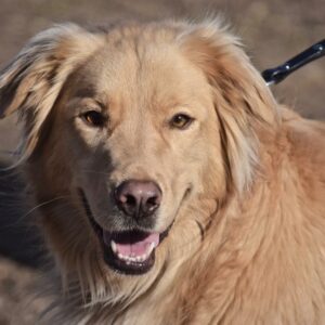 Thistle-3 years old (Female) Adopted 2/29/20