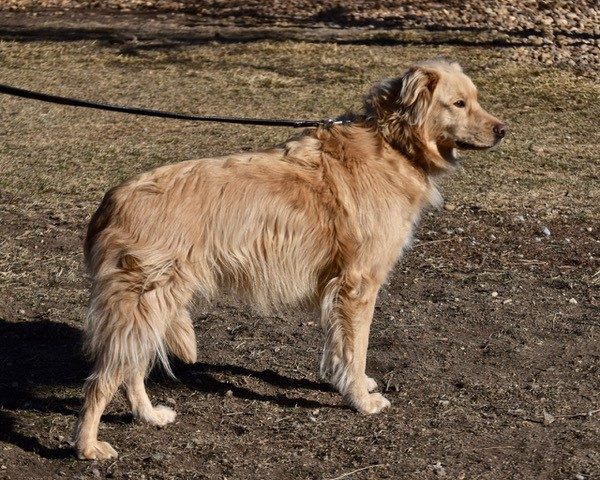 Thistle-3 years old (Female) Adopted 2/29/20 - Image 3