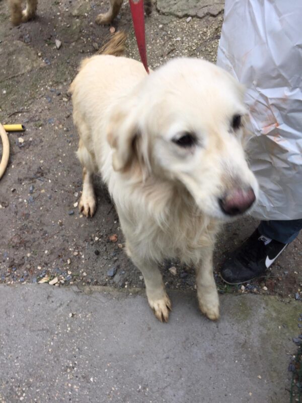 Rosie-3 years old (Female) Turkey Dog Adopted 3/8/20 - Image 2