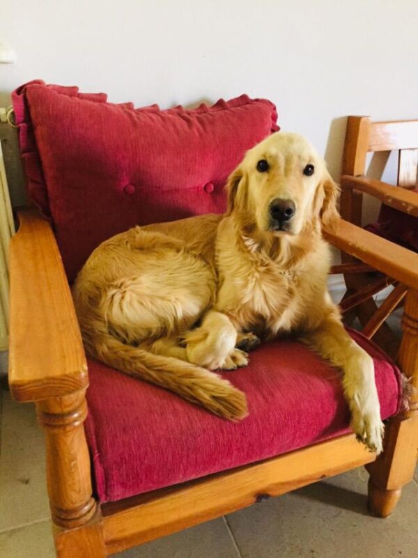 Natty-1 year old (Female) Turkey Dog Adopted 2/29/20 - Image 3