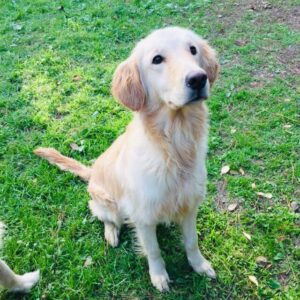 Natty-1 year old (Female) Turkey Dog Adopted 2/29/20