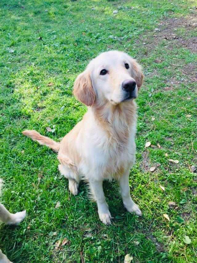 Adopt older golden retriever cheap